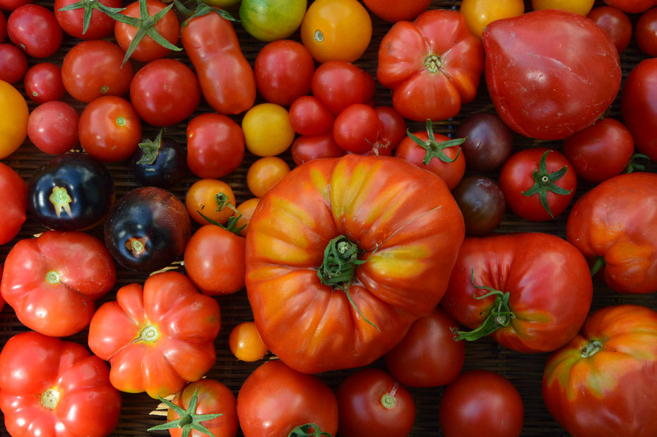Historische Tomaten-Sorten